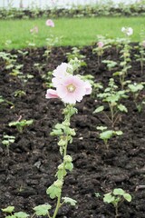 pink hollyhock flower in nature garden