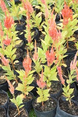 celosia argentea flower in nature garden