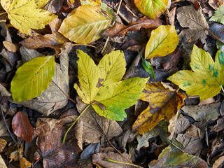 Close-up on colorful, autumn maple and beech leaves lying on a forest path.