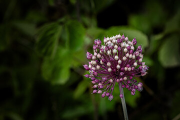 Obraz premium Flower photos from natural environments