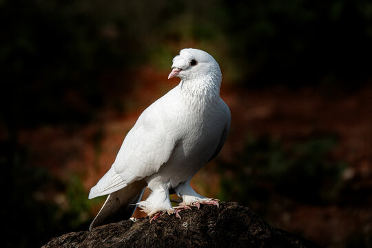 Portrait of domesticated trotted white dove.