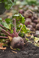 beets in focus fall time