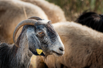 Close-up portrait of goat in nature.