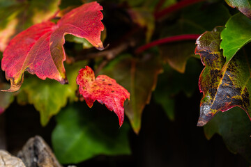 Closeup of extreme colorful leaves in fall 
