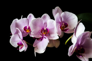 Fototapeta na wymiar Moth Orchid on black background. Pink Phalaenopsis flower in full bloom. Romantic home interior detail.