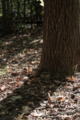 Obraz premium 人が来なくなり、誰も餌をやらなくなった木陰の餌台