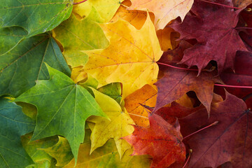 Naklejka na ściany i meble Autumn leaves rainbow color gradient. Autumn season change concept.