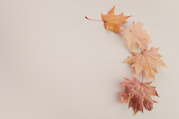 Autumn composition. Dried leaves on white background. Top view. Flat lay.