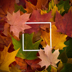 Creative layout made of autumn colorful leaves and white paper frame. Flat lay.