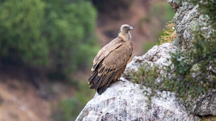 griffon vulture