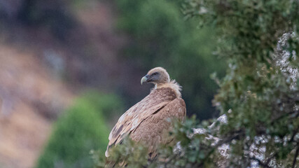 griffon vulture
