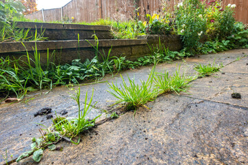 Close up view of weeds growing between paving slabs in a patio in a residential garden. - obrazy, fototapety, plakaty