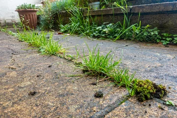 Fotobehang Close up view of weeds growing between paving slabs in a patio in a residential garden. © Matthew Ashmore