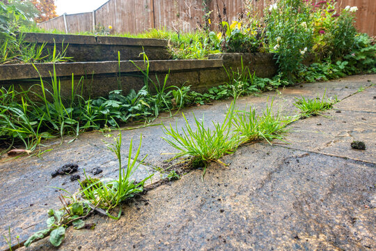 Close up view of weeds growing between paving slabs in a patio in a residential garden.