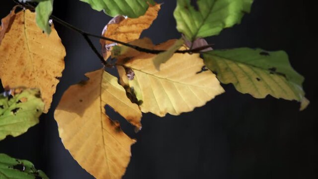 Closeup of leaves on a Beech Tree swaying in the breeze as the autumn colours start to show through in a forest in Worcestershire, England.