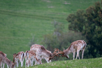 Naklejka na ściany i meble Fallow deer during the annual deer rut, in the grounds of Dyrham Park, Gloucestershire UK, photographed in autumn.