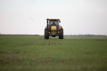 Fertilizando el sembrado con nitrógeno fosforo y potasio 