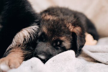 Cute charming newborn puppy of a shepherd dog breed. A beautiful little black and red German shepherd puppy is resting and sleeping.