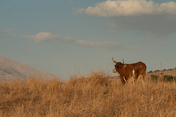 Female single cow on a meadow during sunset