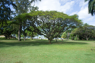 公園の芝生と大きな木