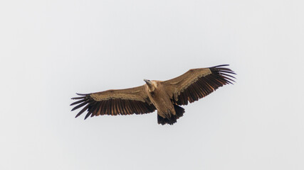 griffon vulture
