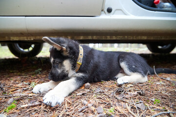 Small German shepherd puppy near car in a day. Baby animal walks on nature