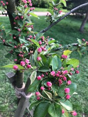 apple tree flowers in the garden