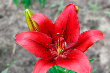Red Lily flower on grey background