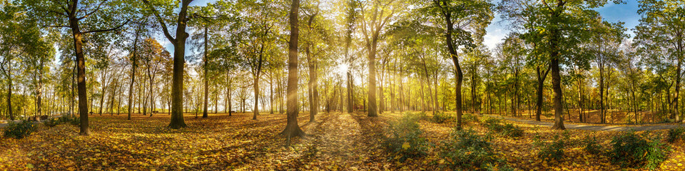 Beautiful autumn forest or park hdri panorama with bright sun shining through the trees. scenic...