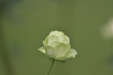 green rose in the garden