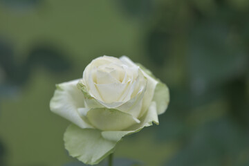 white rose in garden