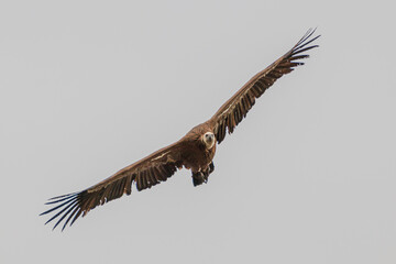 griffon vulture