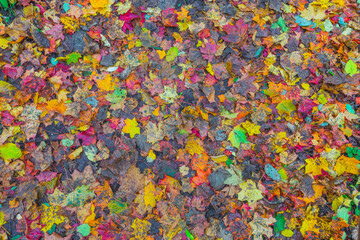 Colorful background of autumn leaves on the ground