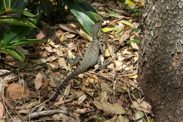 枯葉に隠れるトカゲ