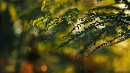 Belles feuilles de fougère à l'aspect tranchant, photographiées pendant l'heure doré