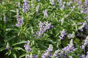 サルビア・ファリナセア