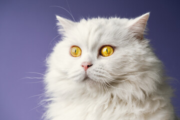 Naklejka na ściany i meble Portrait of highland straight fluffy cat with long hair. Cool animal concept. Studio shot. White pussycat on violet background.