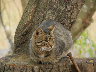 Obraz premium angry tabby baleen cat sitting on a tree stump close-up