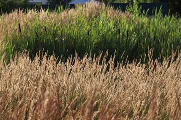 grass in a field