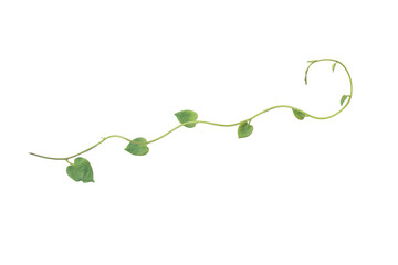 Green leaves nature frame border of devil's ivy or golden pothos the tropical foliage plant on white background