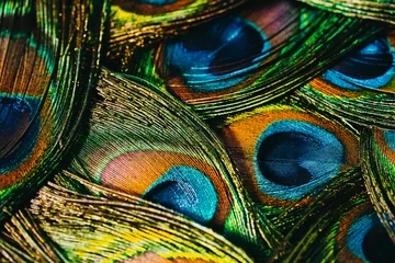 Foto op Plexiglas Feathers of tropical peacock bird. Macro, close-up view. Beautiful animals. color accuracy of nature. © kohanova1991