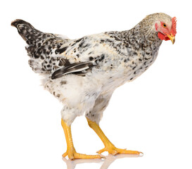 one gray rooster isolated on white background, studio shoot