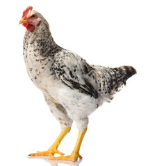 one gray rooster isolated on white background, studio shoot