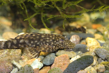 catfish ancistrus