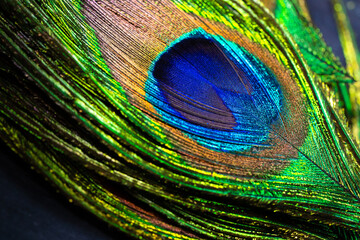 Obraz premium Feathers of tropical peacock bird. Macro, close-up view. Beautiful animals. color accuracy of nature.
