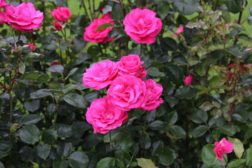 pink roses in garden