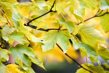 Obraz premium autumn leaves in the sun