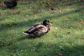 duck in the park