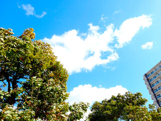 街路樹とマンション