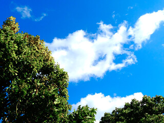 Obraz premium 街路樹と青空